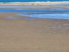 Numenius madagascariensis