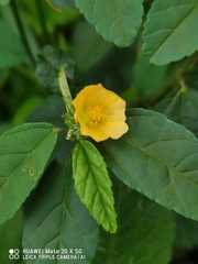 Sida acuta