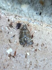 Hygraula nitens