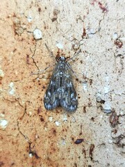 Hygraula nitens