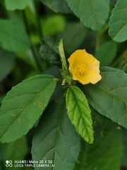 Sida acuta