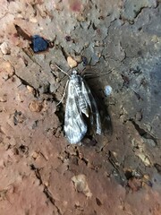 Hygraula nitens