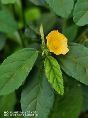 Sida acuta