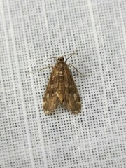 Hygraula nitens