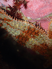 Coscinasterias muricata