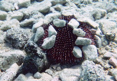 Sphaerechinus granularis