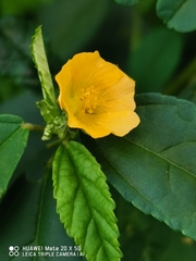 Sida acuta