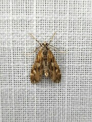 Hygraula nitens
