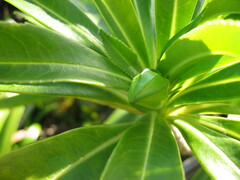 Sclerotheca raiateensis