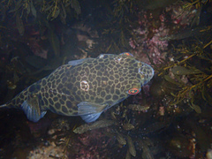 Tetractenos glaber