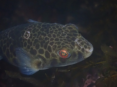 Tetractenos glaber