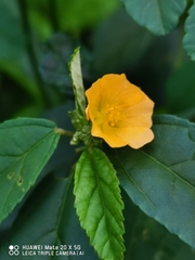 Sida acuta
