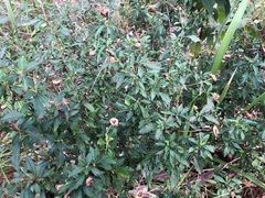 Centratherum riparium