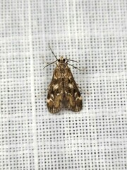 Hygraula nitens