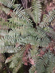 Polystichum vestitum