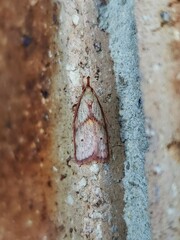 Enchocrates glaucopis
