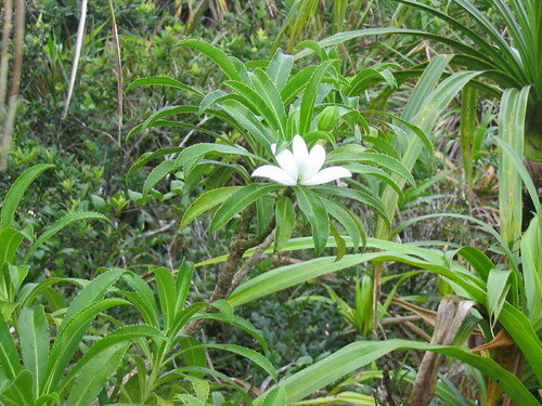 Sclerotheca raiateensis observed 2004-06-28
