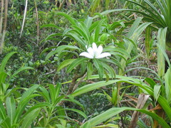 Sclerotheca raiateensis
