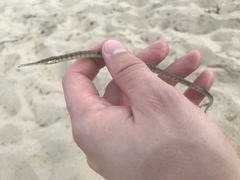 Syngnathus louisianae