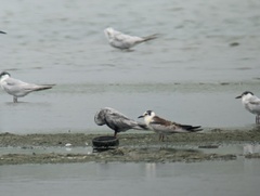 Chlidonias leucopterus