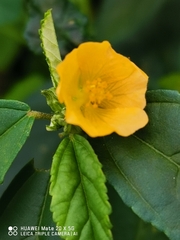 Sida acuta