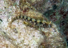 Parablennius incognitus