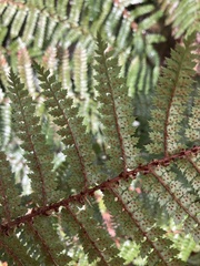 Polystichum vestitum