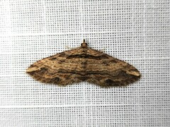 Chrysolarentia
