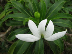 Sclerotheca raiateensis