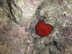 Actinia mediterranea