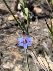 Thelymitra occidentalis