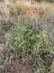Vicia monantha