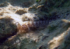 Parablennius incognitus