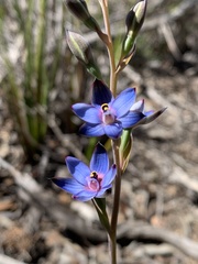 Thelymitra occidentalis