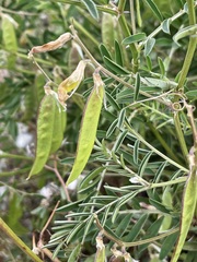 Vicia monantha
