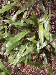 Microsorum pustulatum