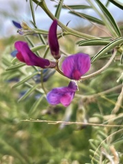 Vicia monantha