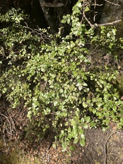 Nothofagus cliffortioides