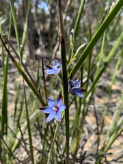 Thelymitra occidentalis