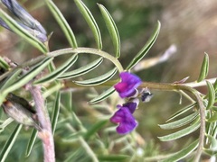 Vicia monantha