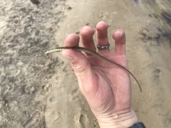 Syngnathus louisianae