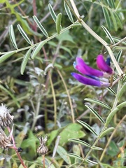Vicia monantha