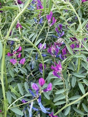 Vicia monantha