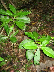 Psychotria