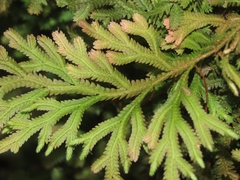 Selaginella repanda