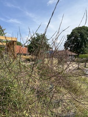 Sisymbrium officinale