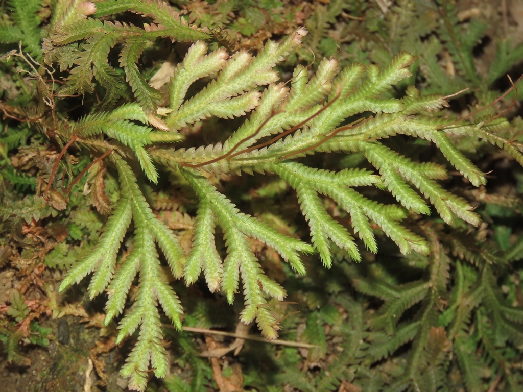 Selaginella repanda (Selaginella repanda)