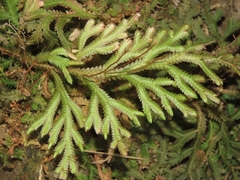 Selaginella repanda