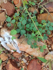 Camponotus compressus