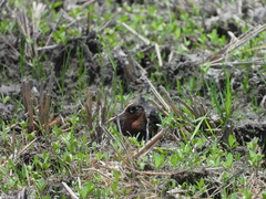 Rostratula benghalensis